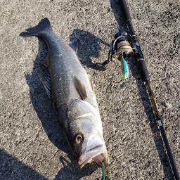 KTMあんぐらーの釣果