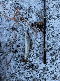 ウミアメの釣果