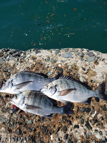 チヌの釣果