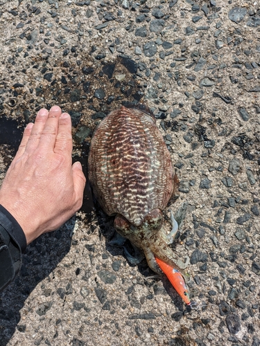 コウイカの釣果