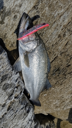 ヒラスズキの釣果