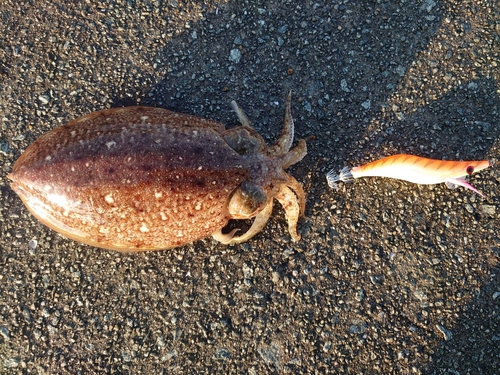 コウイカの釣果