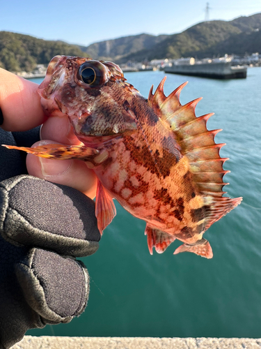 ガシラの釣果