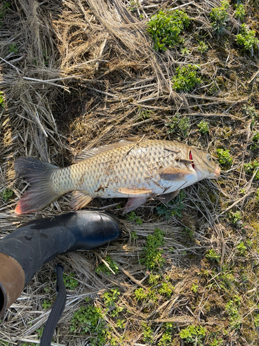 コイの釣果