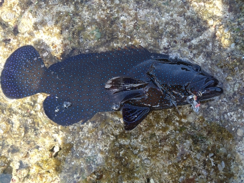 イシミーバイの釣果