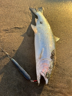 サクラマスの釣果