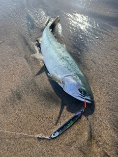 サクラマスの釣果