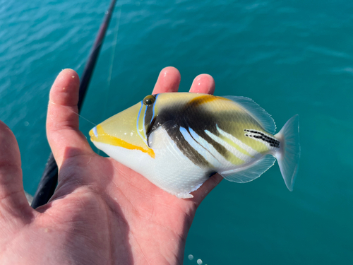 ムラサメモンガラの釣果