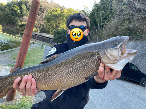 タイガートラウトの釣果