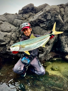 ヒラマサの釣果