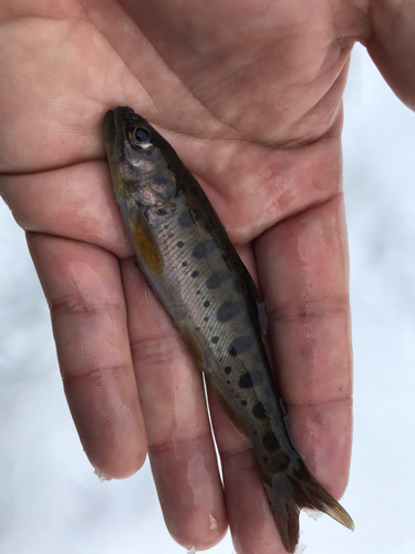 ヤマメの釣果