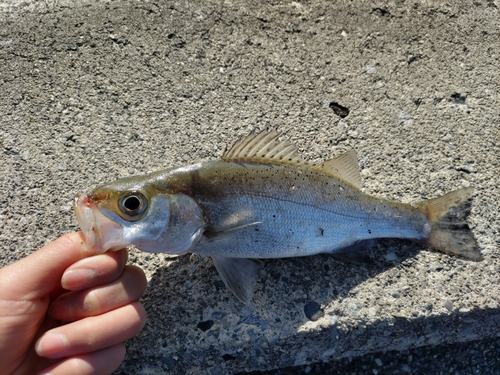 セイゴ（マルスズキ）の釣果