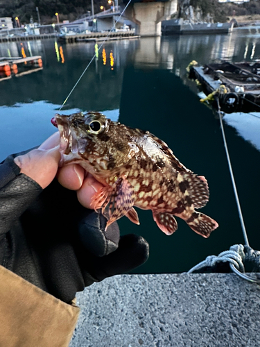 ガシラの釣果