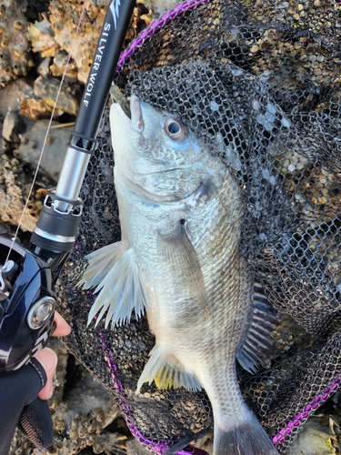 キビレの釣果