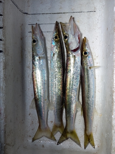 アカカマスの釣果