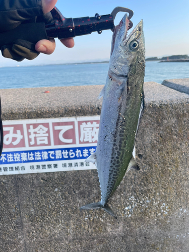 サゴシの釣果