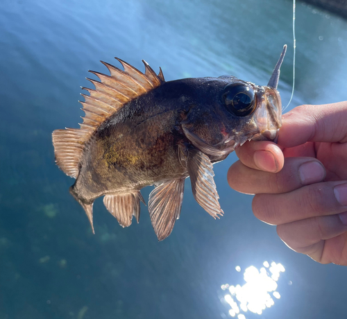 メバルの釣果