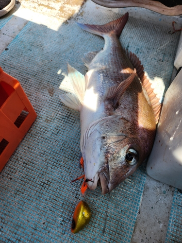 タイの釣果