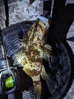 タケノコメバルの釣果