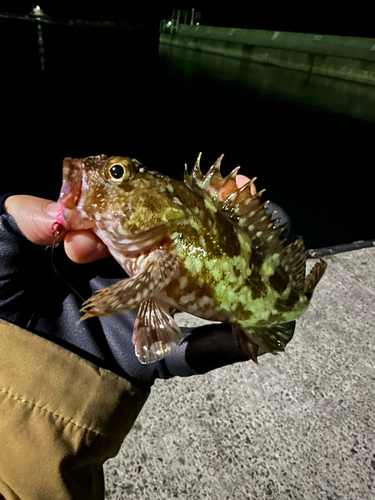 ガシラの釣果