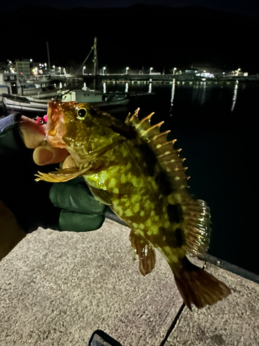 ガシラの釣果