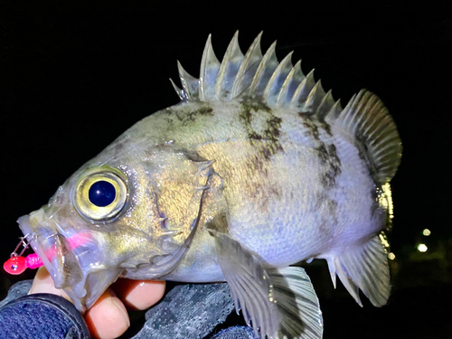 メバルの釣果