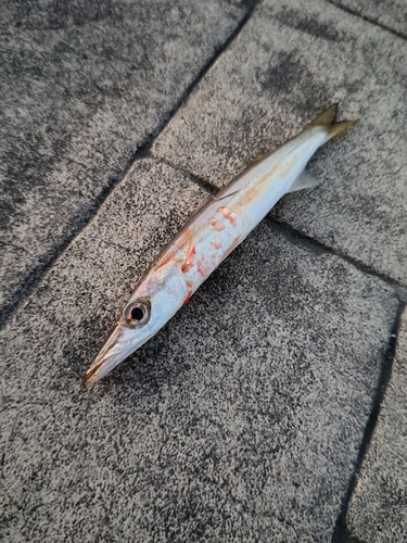 カマスの釣果