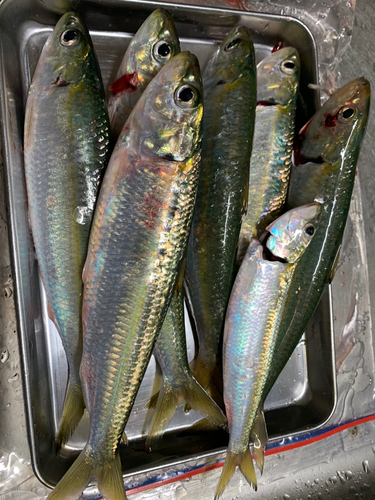 カタボシイワシの釣果