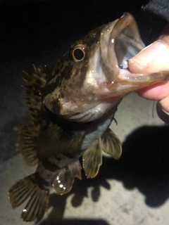 タケノコメバルの釣果