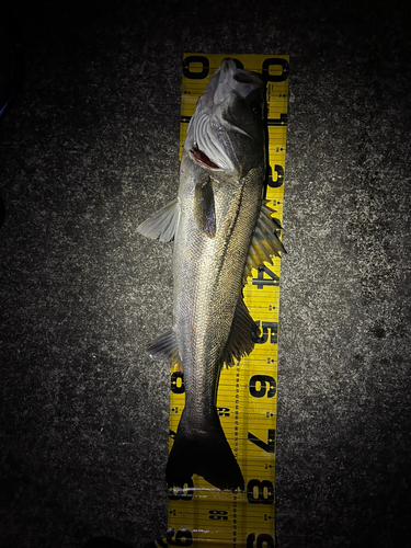 シーバスの釣果