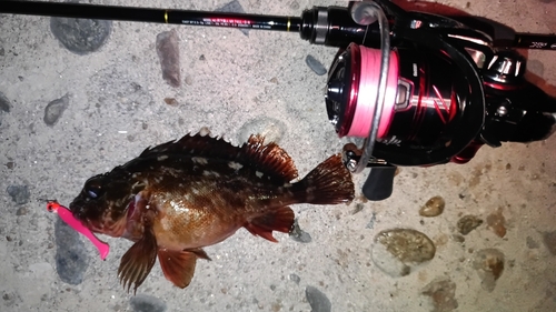 カサゴの釣果