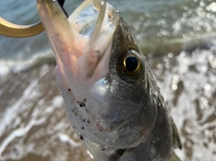 スズキの釣果