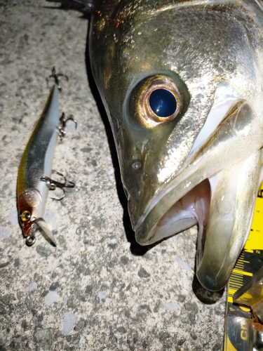 シーバスの釣果