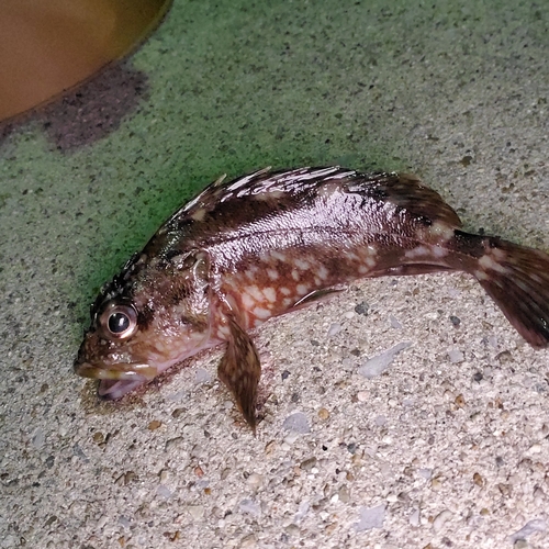 タケノコメバルの釣果