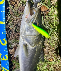 シーバスの釣果