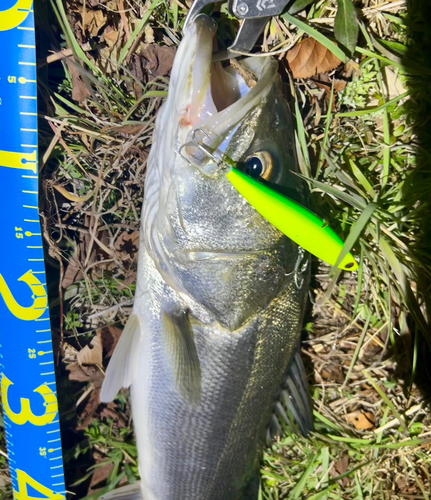 シーバスの釣果