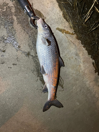 ニゴイの釣果