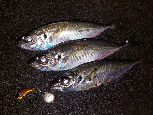 アジの釣果