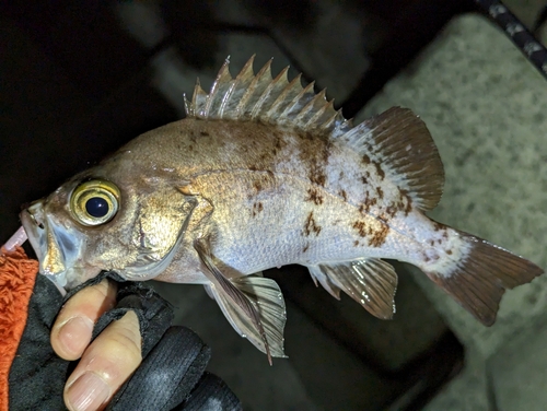 メバルの釣果