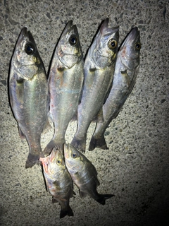 カマスの釣果