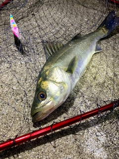 フッコ（マルスズキ）の釣果