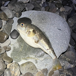 闇夜の嵐の釣果