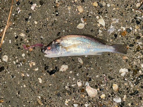 シログチの釣果