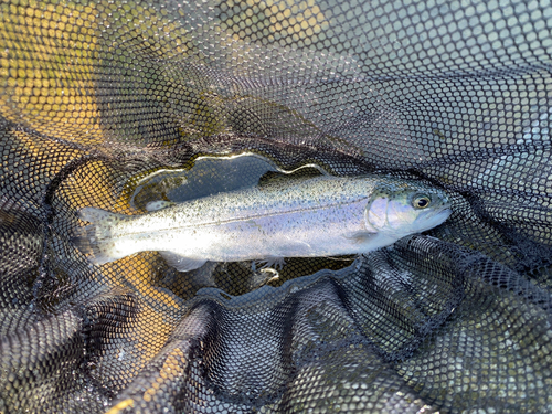 ニジマスの釣果