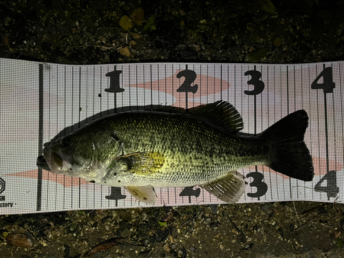 ブラックバスの釣果