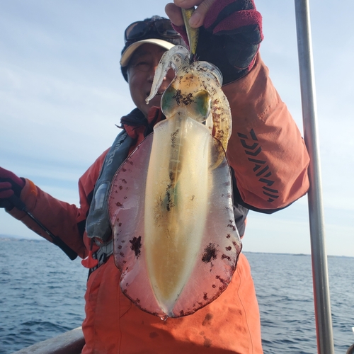 アオリイカの釣果