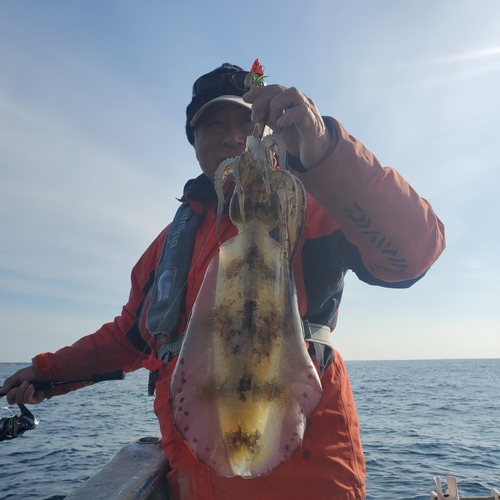 アオリイカの釣果