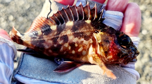 カサゴの釣果