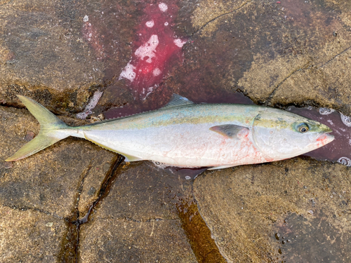 ブリの釣果