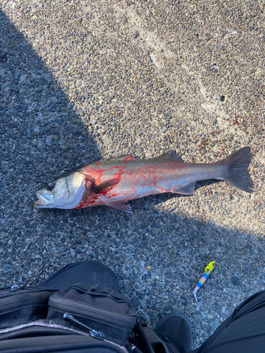 スズキの釣果